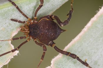 Media type: image;   Invertebrate Zoology 140068